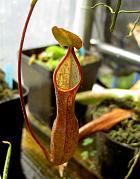 Nepenthes sanguinea 3
